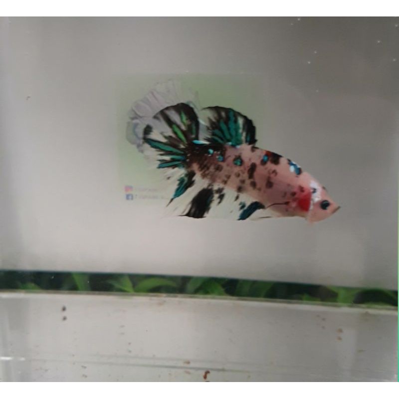 Ikan/Cupang/Giant/Koi/Multi/Galaxy