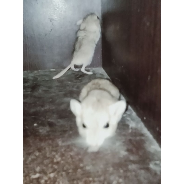Gerbil fat tail.