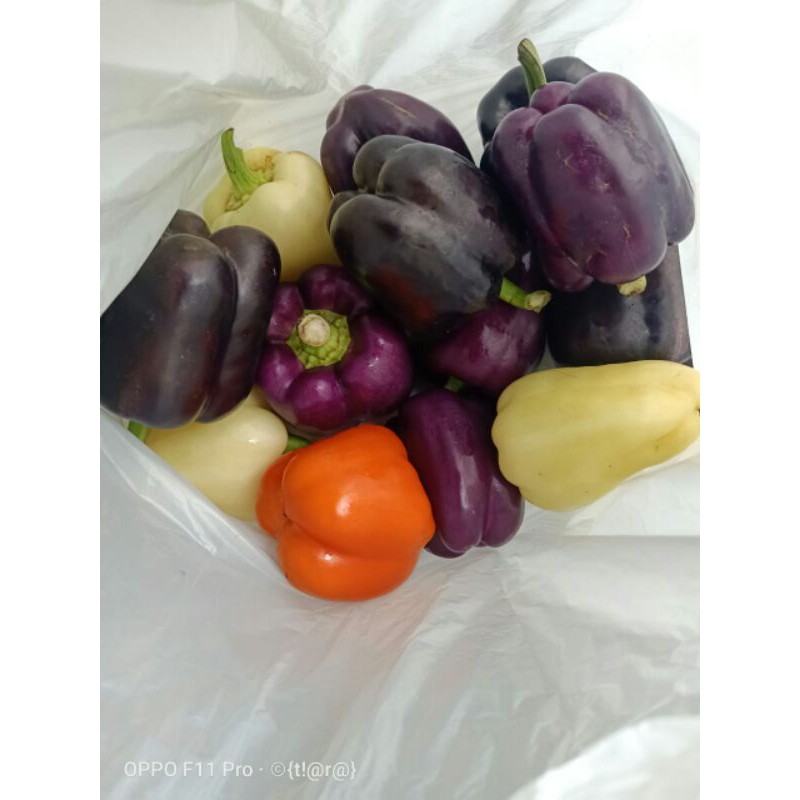 

Paprika Ungu,hitam, Putih & Orange