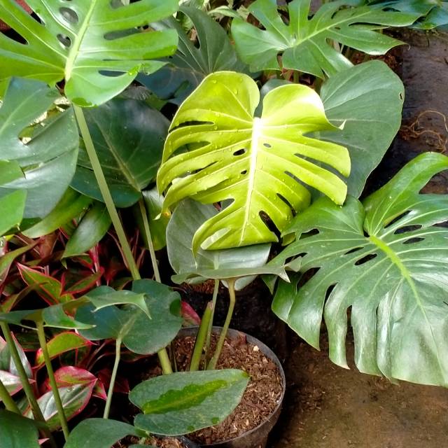 Tanaman Hias Monstera Philodendron Deliciosa - Ukuran Sedang