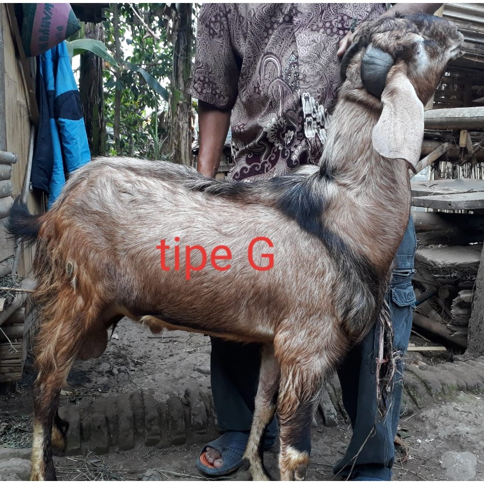 hewan qurban kambing domba tipe g gratis ongkir jabodetabek kurban online murah amanah berkualitas