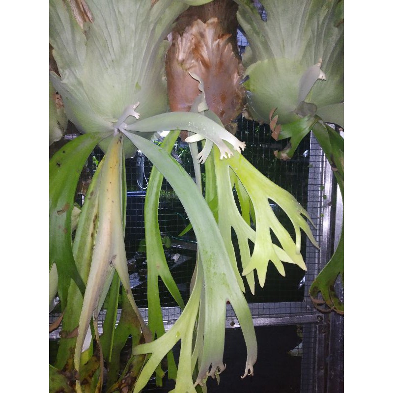 anggrek platycerium ridleyii