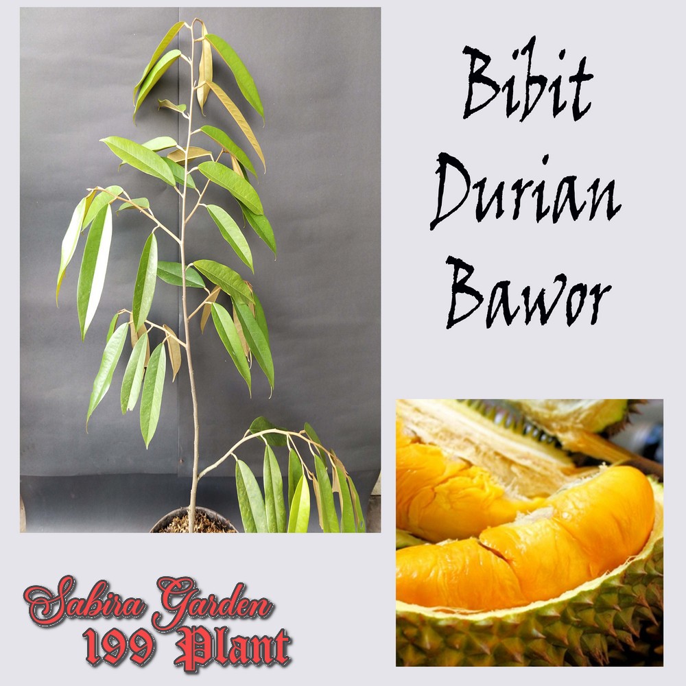 Bibit Tanaman Pohon Durian Bawor / bibit buah durian bawor
