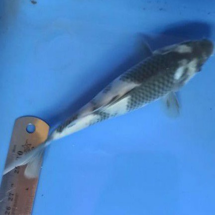 ikan koi shiro dri induk Import dibiakan breeder terkenal di BK Blitar