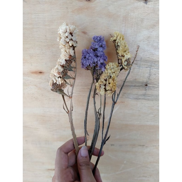 dried statice bunga statice kering per tangkai bercabang/perikat seperti foto