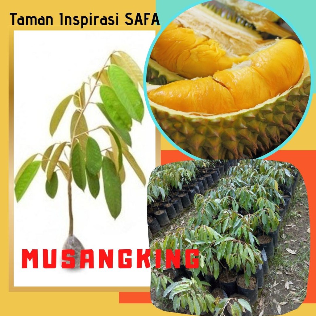 Bibit Durian Musangking Unggul - Tabulampot