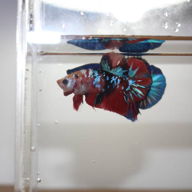 ikan hias ikan cupang giant koi