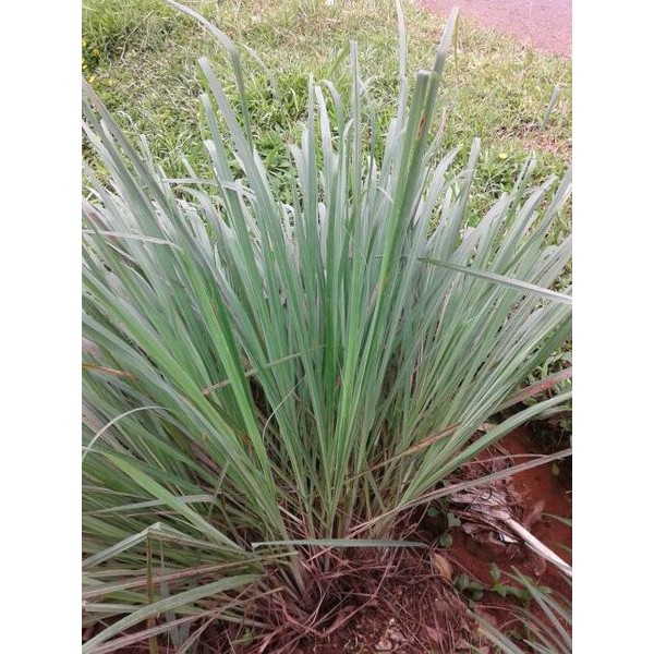 

Serai atau sereh sebagai penyedap masakan