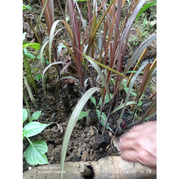 Bibit tebu hitam tebu wulung