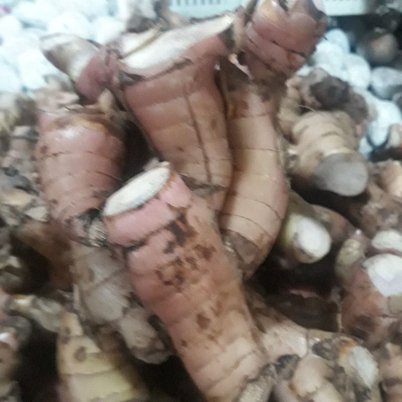 

longkuas terbaik di pasaran 1kg