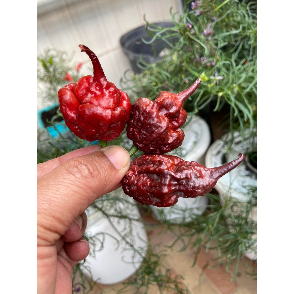 Benih Bibit Biji - Cabai Orion Pepper Cabe Super Pedas Seeds