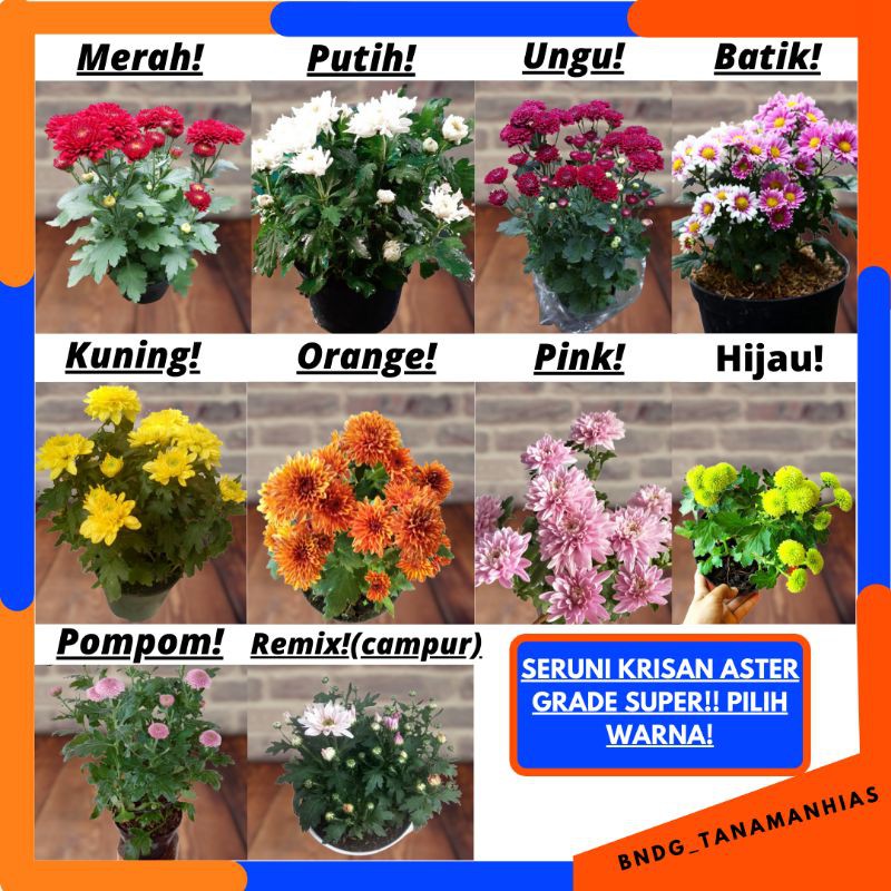 PAKET 16 POHON ISI 8 WARNA BUNGA SERUNI KRISAN ASTER GRADE SUPER | WARNA RANDOM | TERMURAH!!