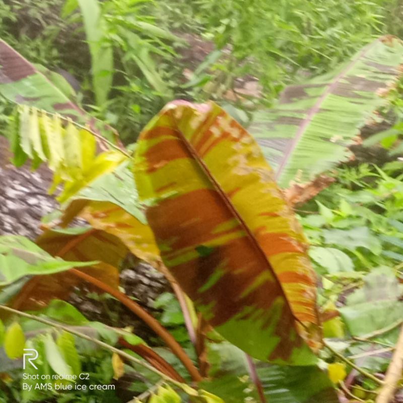 bibit pisang varigata merah