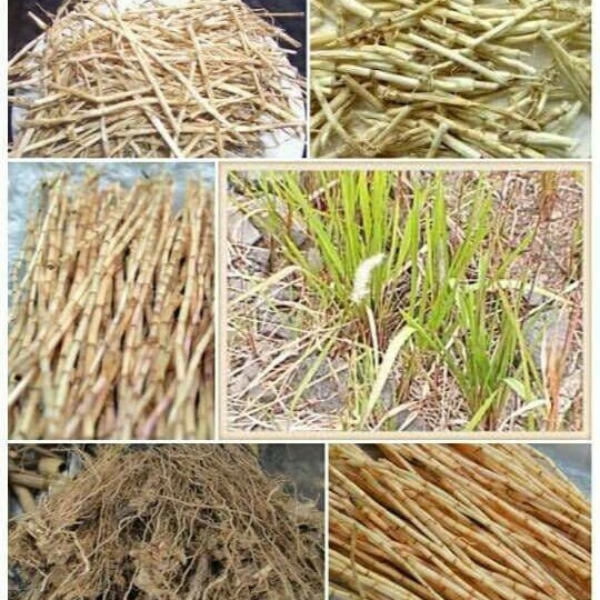 

akar alang alang segar