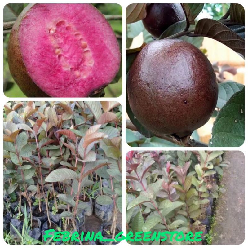 Bibit Buah Jambu Biji Merah Australia Shopee Indonesia