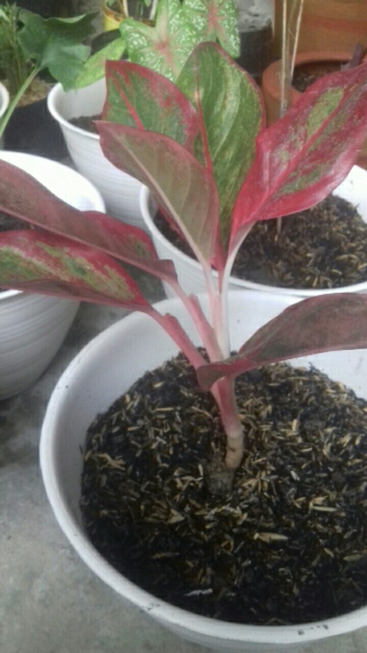 Tanaman Hias Aglonema Red Aurora / Aurora Merah / Siam Aurora