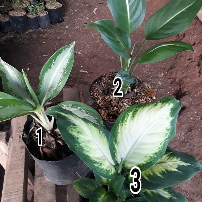 Tanaman Hias Sri Rejeki Sri Rezeki TAMAN AGHLO