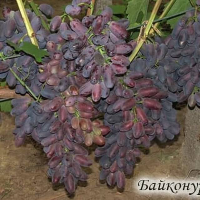 Bibit Anggur Import BAIKONUR Grafting