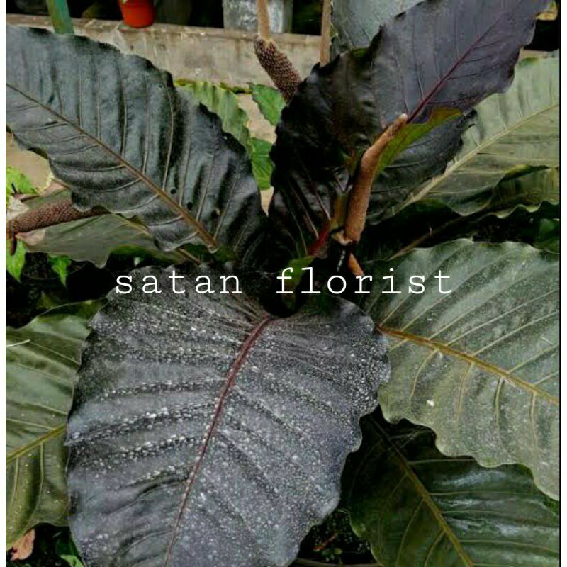 Anthurium Burgundy