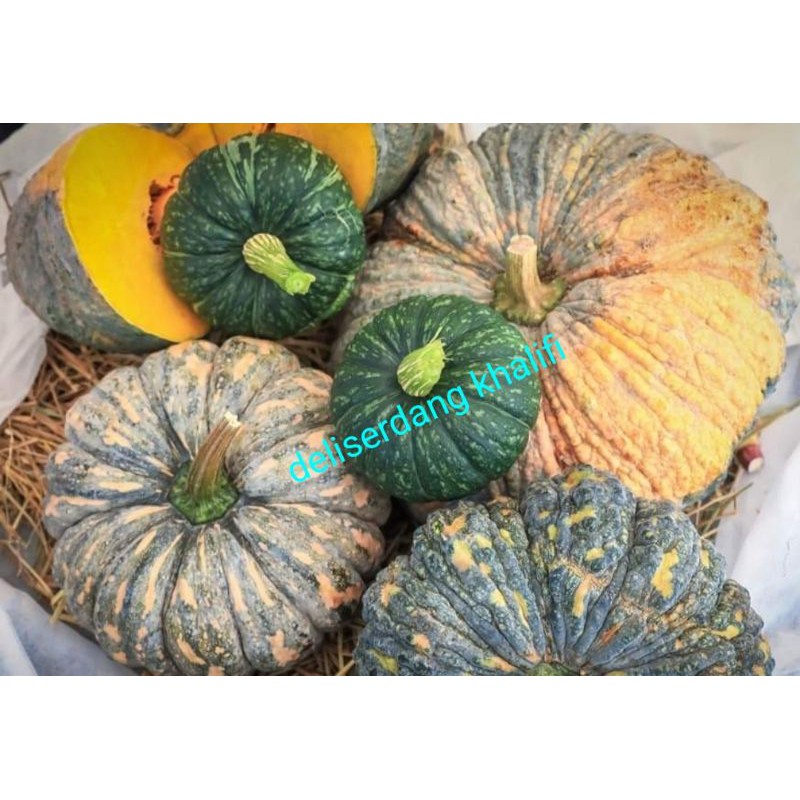 

LABU KUNING 1KG