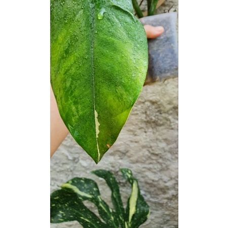 syngonium chiapense varigata rimbun ekonomis