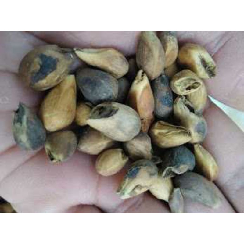 

BENIH BIJI GMELINA/JATI PUTIH SUPER 1KG SIAP TANAM
