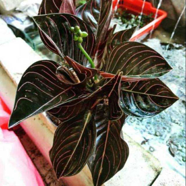 Aceh Aglaonema Rotundum VisitBandaAceh com Aceh Aglaonema Rotundum VisitBandaAceh com