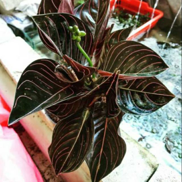  Aceh  Aglaonema Rotundum  VisitBandaAceh com