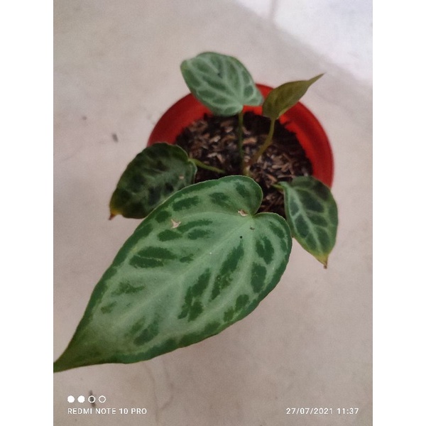anthurium silver blush (kuping gajah silver)