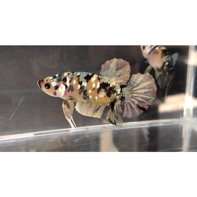 Cupang Yellow Koi Copper Pair/2 ekor Line Thailand