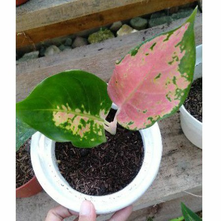 Anakan aglaonema kochin tembaga