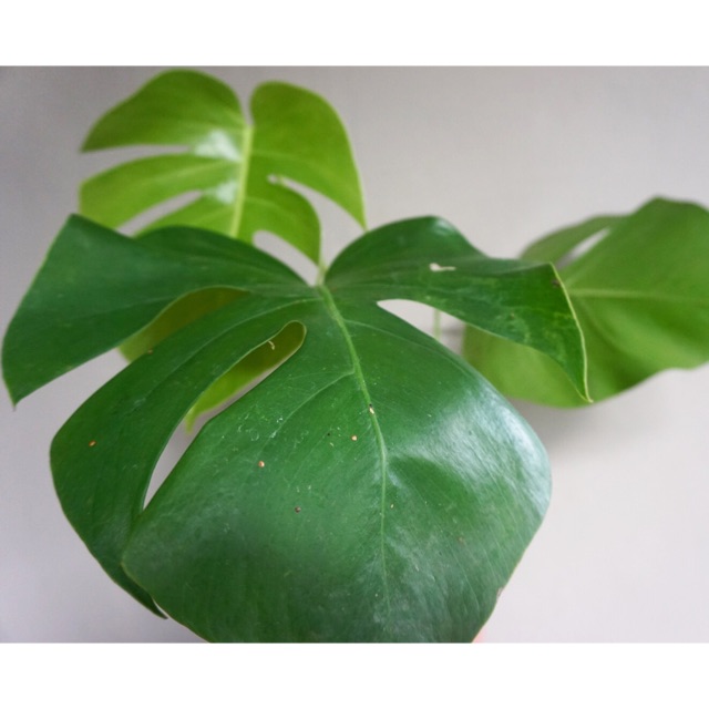 Monstera Deliciosa Shopee Indonesia