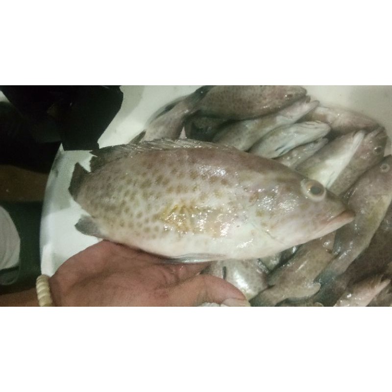 

Kerapu tutul/macan segar/1kg
