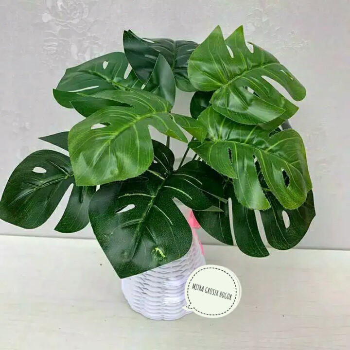  Monstera  Bunga 