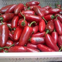 Benih Bibit Biji - Cabai Red Jalapeno Merah Chili Pepper Seeds