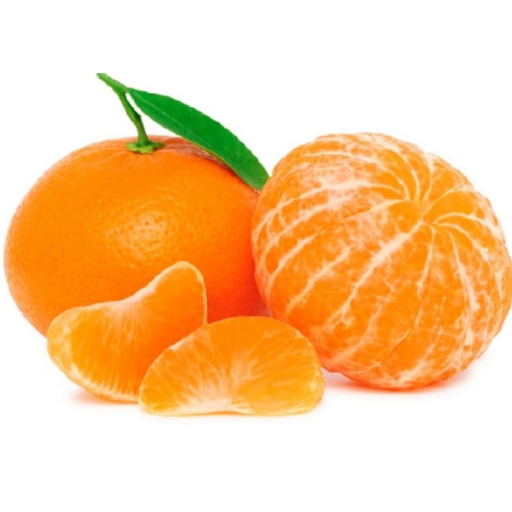 Bibit Jeruk Keprok Madu