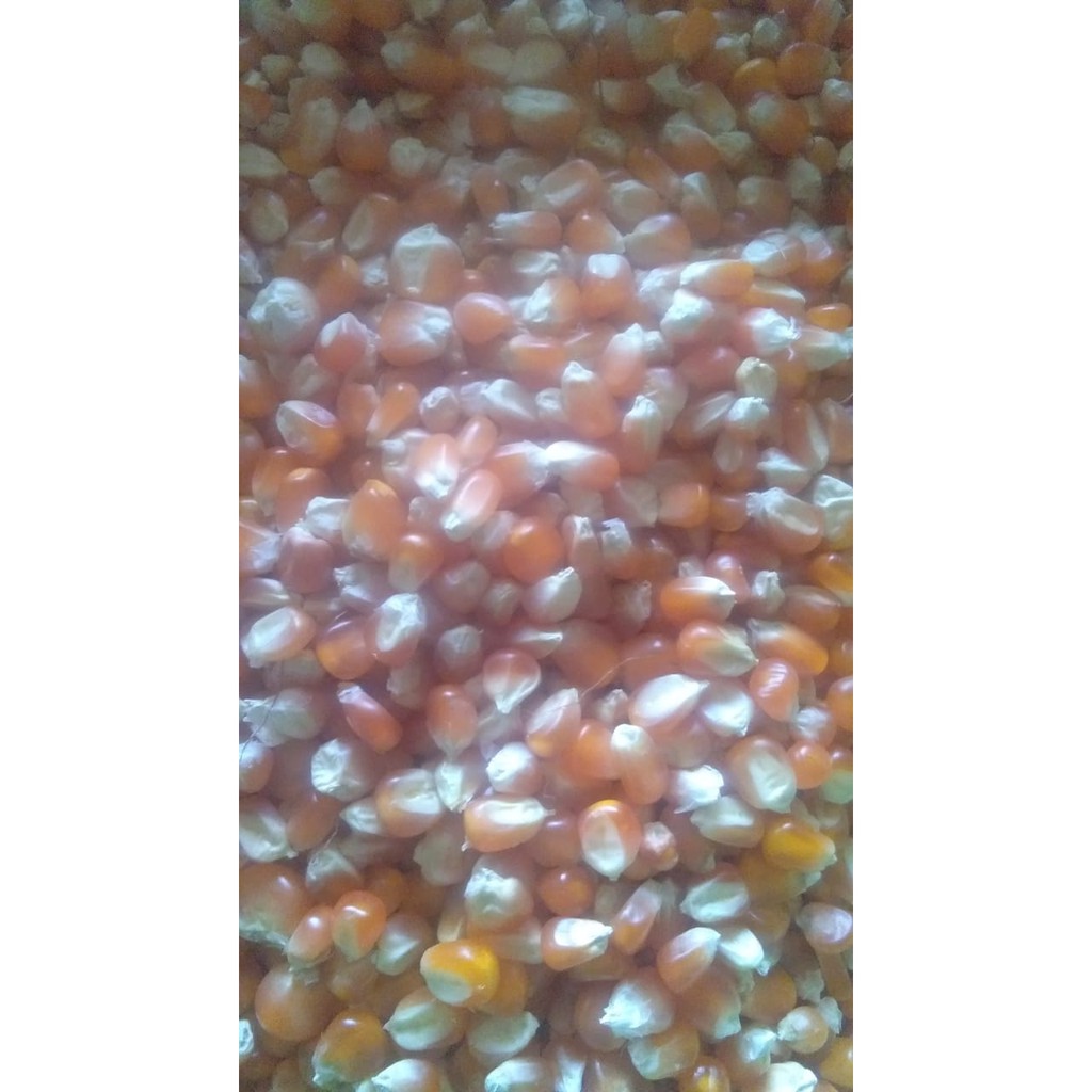 Jagung Pakan Jagung Kecil Jagung Kristal Jagung Pakan Merpati dan Ayam