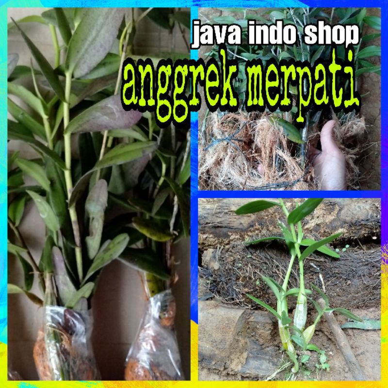 Bibit anggrek merpati murah / anggrek merpati