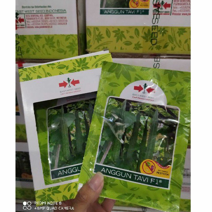 Bibit dan benih oyong anggun tavi F1 - panah merah