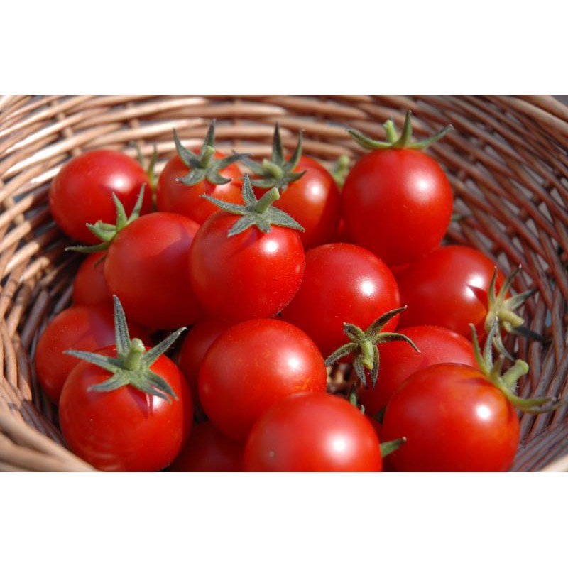 Benih Seribuan - 25 Benih Sayuran Tomat Cherry Merah Mini Chung Unggul