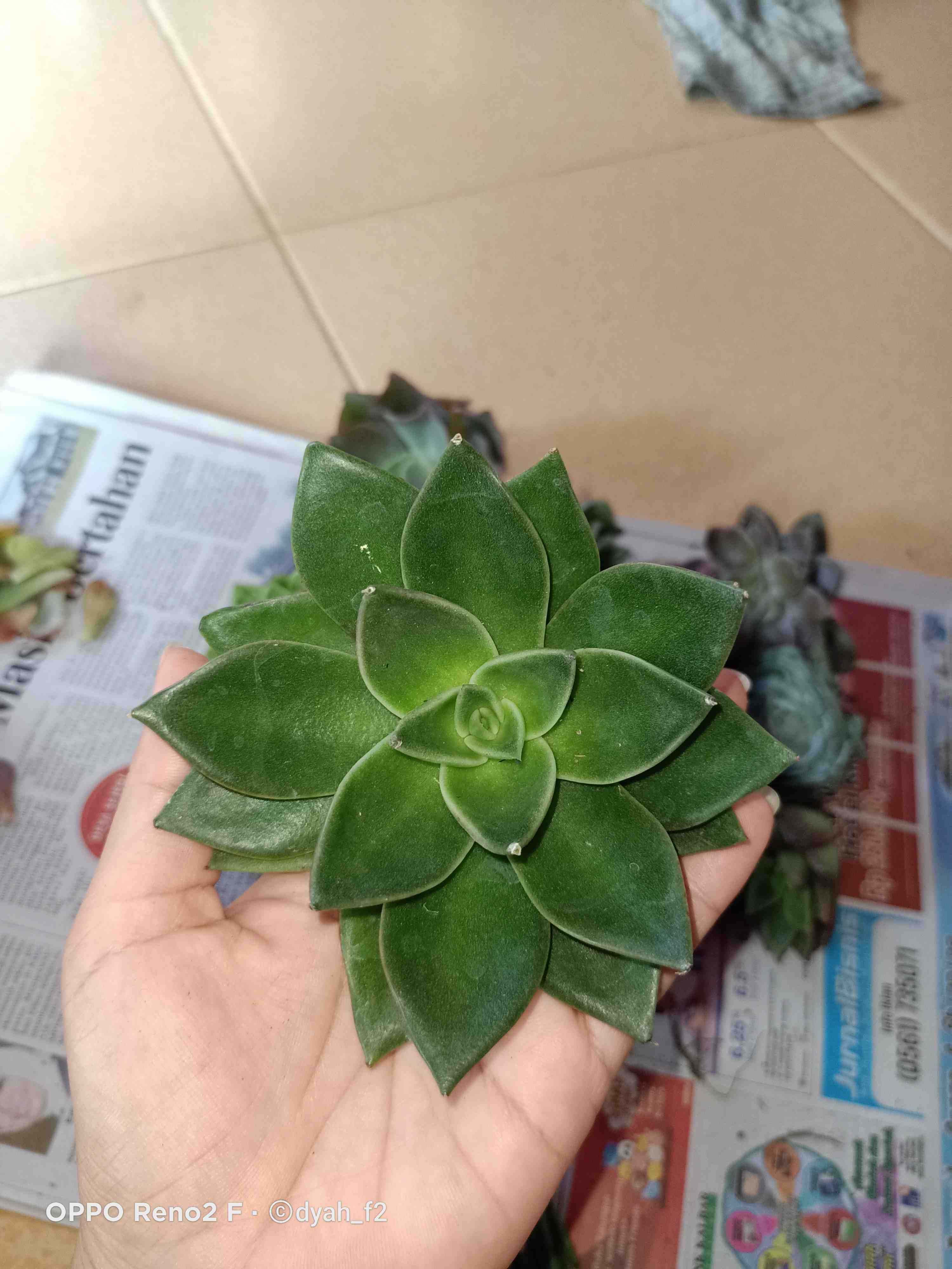 Sukulen Murah Dan Hemat Dengan Berbagai Macam Variant Sudah Termasuk Pot 10cm