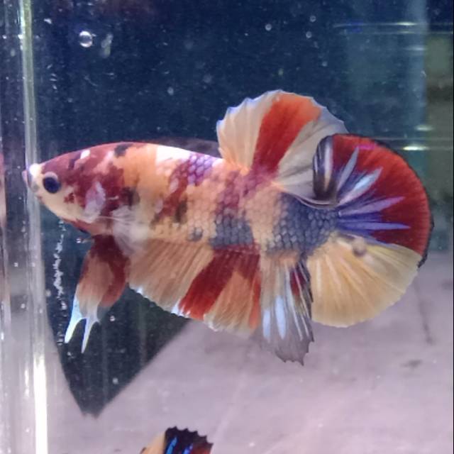 Cupang Nemo Multicolor