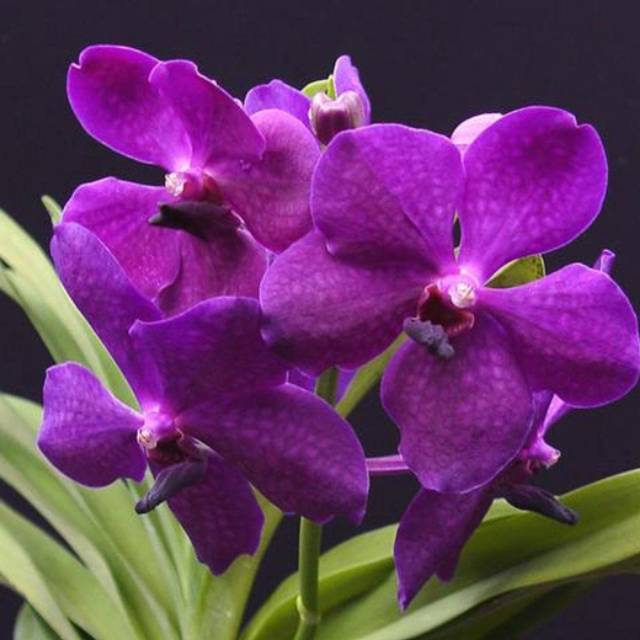 Anggrek Vanda Apec Blue Pink Dewasa Hybrid bunga Jumbo