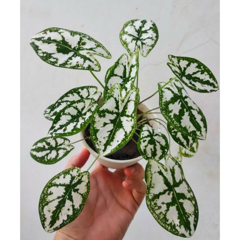 Tanaman Hias Keladi Mini Liliput Mutiara - Keladi Liliput Mutiara - Liliput Mutiara