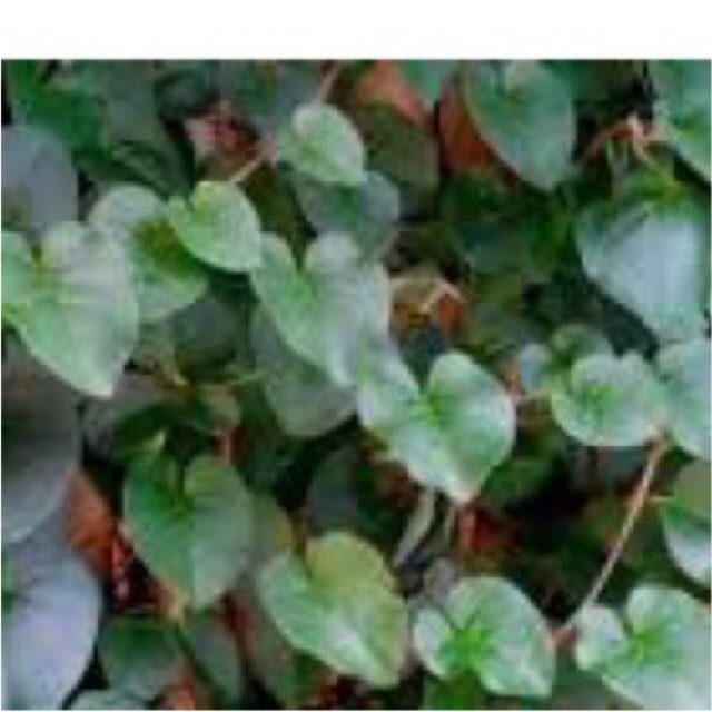 

Daun binahong segar 500 gram