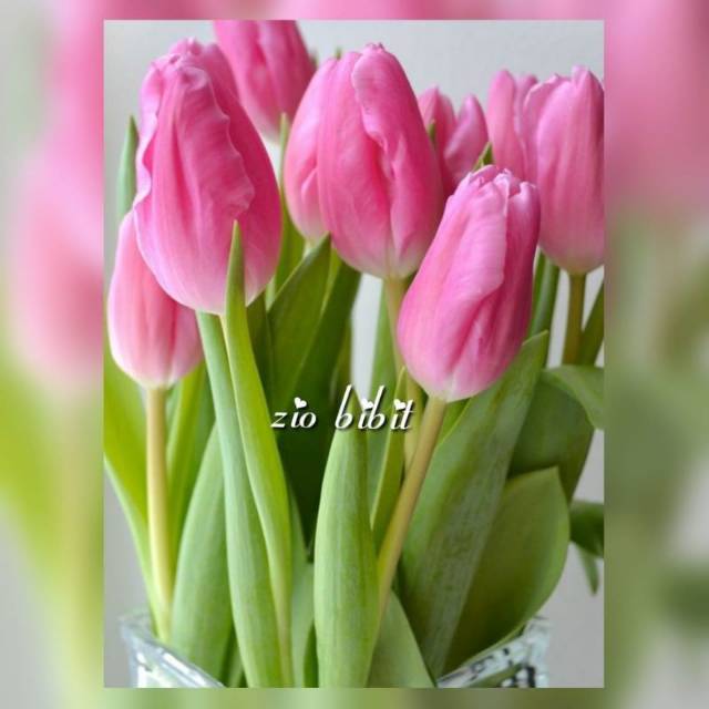 Bibit biji benih bunga tulip pink asli belanda