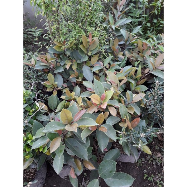 Ficus Preh Silver / Preh Pucuk Merah