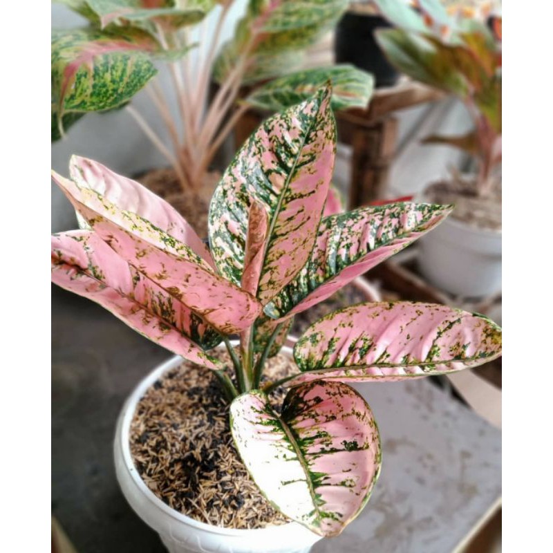 Bibit bonggol aglonema ruby compacta