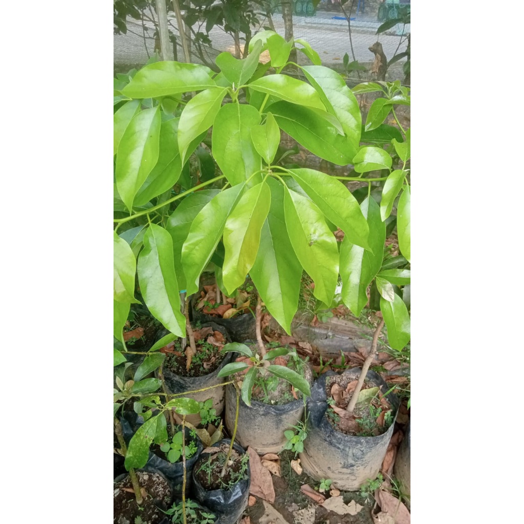 Bibit Alpukat Miki 1 Meter