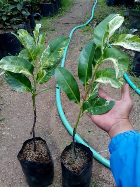 Bibit buah black sapote Superunggul